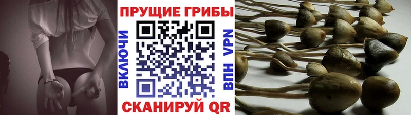 ссылка на мегу зеркало  Сибай  Псилоцибиновые грибы Psilocybe 